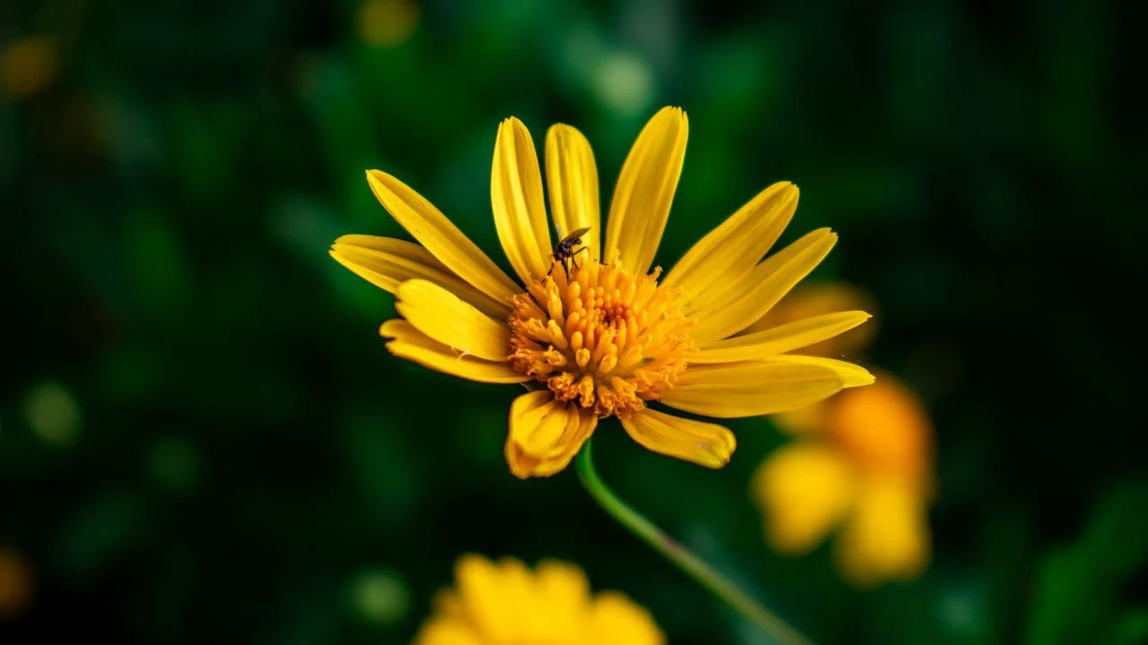 Flor de Arnica